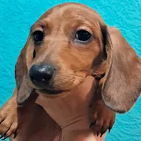 Daisy AKC Female, a female Miniature Dachshund for sale in Electra, TX – Photo 7 of 7