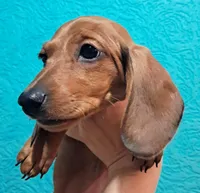 Yellow AKC Female, a female Miniature Dachshund for sale in Wichita Falls, TX – Photo 2 of 8