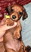 Yellow AKC Female, a female Miniature Dachshund for sale in Wichita Falls, TX – Photo 6 of 8