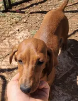 Daisy AKC Female, a female Miniature Dachshund for sale in Electra, TX – Photo 2 of 7