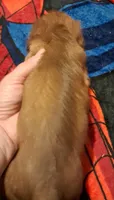 AKC LH RED MALE , a male Miniature Dachshund for sale in Electra, TX – 6 of 6