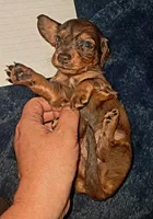 AKC dark silver LH dapple Male, a male Miniature Dachshund for sale in Electra, TX – 2 of 6