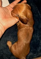 AKC LH Red Male 2, a male Miniature Dachshund for sale in Electra, TX – 9 of 9