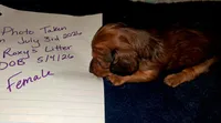 AKC LH Red Female, a female Miniature Dachshund for sale in Electra, TX – 7 of 8