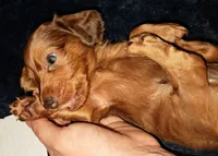 AKC LH RED Dapple Male *blue eye, a male Miniature Dachshund for sale in Electra, TX – 1 of 6