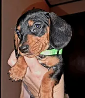 Green AKC Male, a male Miniature Dachshund for sale in Wichita Falls, TX – Photo 5 of 8