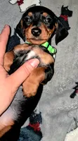 Green AKC Male, a male Miniature Dachshund for sale in Wichita Falls, TX – Photo 7 of 8