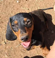 Pitch AKC Male, a male Miniature Dachshund for sale in Electra, TX – Photo 2 of 10