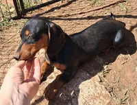Pitch AKC Male, a male Miniature Dachshund for sale in Electra, TX – Photo 3 of 10