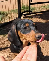 Pitch AKC Male, a male Miniature Dachshund for sale in Electra, TX – Photo 4 of 10