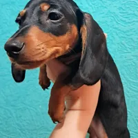 Pitch AKC Male, a male Miniature Dachshund for sale in Electra, TX – Photo 8 of 10