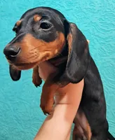 Green AKC Male, a male Miniature Dachshund for sale in Wichita Falls, TX – Photo 1 of 8