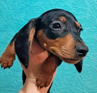 Green AKC Male, a male Miniature Dachshund for sale in Wichita Falls, TX – Photo 3 of 8