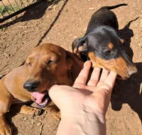 Pitch AKC Male, a male Miniature Dachshund for sale in Electra, TX – Photo 7 of 10