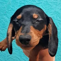 Pitch AKC Male, a male Miniature Dachshund for sale in Electra, TX – Photo 9 of 10