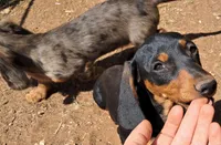Pitch AKC Male, a male Miniature Dachshund for sale in Electra, TX – Photo 6 of 10
