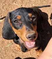 Pitch AKC Male, a male Miniature Dachshund for sale in Electra, TX – Photo 1 of 10