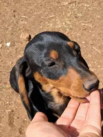 Pitch AKC Male, a male Miniature Dachshund for sale in Electra, TX – Photo 5 of 10