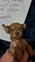 AKC LH Red Female, a female Miniature Dachshund for sale in Electra, TX – 6 of 8