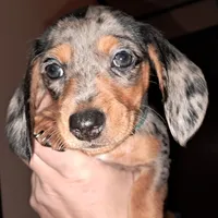 Blue AKC Male , a male Miniature Dachshund for sale in Electra, TX – Photo 8 of 8