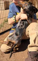 Blue AKC Male , a male Miniature Dachshund for sale in Electra, TX – Photo 3 of 8
