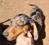 Blue AKC Male , a male Miniature Dachshund for sale in Electra, TX – Photo 6 of 8