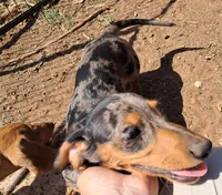 Blue AKC Male , a male Miniature Dachshund for sale in Electra, TX – Photo 7 of 8