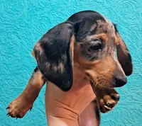 Blue AKC Male , a male Miniature Dachshund for sale in Wichita Falls, TX – Photo 2 of 7