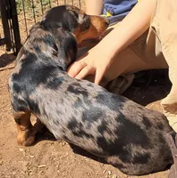 Blue AKC Male , a male Miniature Dachshund for sale in Electra, TX – Photo 5 of 8