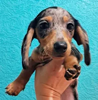 Blue AKC Male , a male Miniature Dachshund for sale in Wichita Falls, TX – Photo 1 of 7