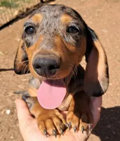 Blue AKC Male , a male Miniature Dachshund for sale in Electra, TX – Photo 1 of 8
