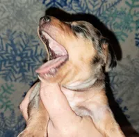 AKC SH silver dapple female , a female Miniature Dachshund for sale in Electra, TX – 5 of 6