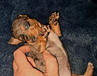 AKC SH silver dapple female , a female Miniature Dachshund for sale in Electra, TX – 3 of 6