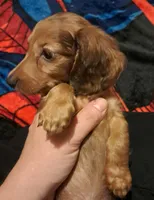AKC LH Red Male 2, a male Miniature Dachshund for sale in Electra, TX – 4 of 7