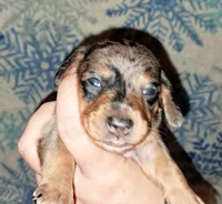 AKC SH silver dapple female , a female Miniature Dachshund for sale in Electra, TX – 2 of 6