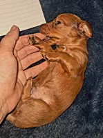 AKC LH Red Male 2, a male Miniature Dachshund for sale in Electra, TX – 4 of 9
