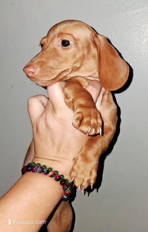 AKC SH Blonde Male – Miniature Dachshund puppy for sale in Electra, TX