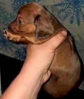 AKC LH RED Dapple Male *blue eye, a male Miniature Dachshund for sale in Electra, TX – 6 of 6