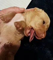 AKC SH Blonde Male, a male Miniature Dachshund for sale in Electra, TX – 2 of 6