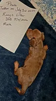 AKC LH RED Dapple Male *blue eye, a male Miniature Dachshund for sale in Electra, TX – 5 of 6