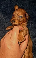 AKC LH Red Male 2, a male Miniature Dachshund for sale in Electra, TX – 1 of 9