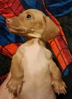 AKC SH Blonde Male, a male Miniature Dachshund for sale in Electra, TX – 3 of 6