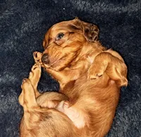 AKC LH RED MALE , a male Miniature Dachshund for sale in Electra, TX – 2 of 8