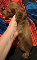 AKC LH Red Male 2, a male Miniature Dachshund for sale in Electra, TX – 7 of 7