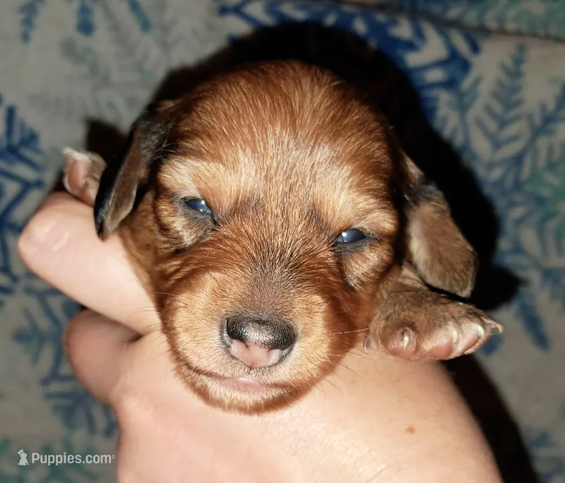 AKC SH RED Female – Miniature Dachshund puppy for sale in Electra, TX