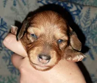 AKC SH RED Female, a female Miniature Dachshund for sale in Electra, TX – 1 of 8