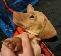 AKC SH Blonde Male, a male Miniature Dachshund for sale in Electra, TX – 4 of 6