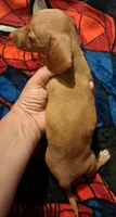 AKC SH Blonde Male, a male Miniature Dachshund for sale in Electra, TX – 6 of 6