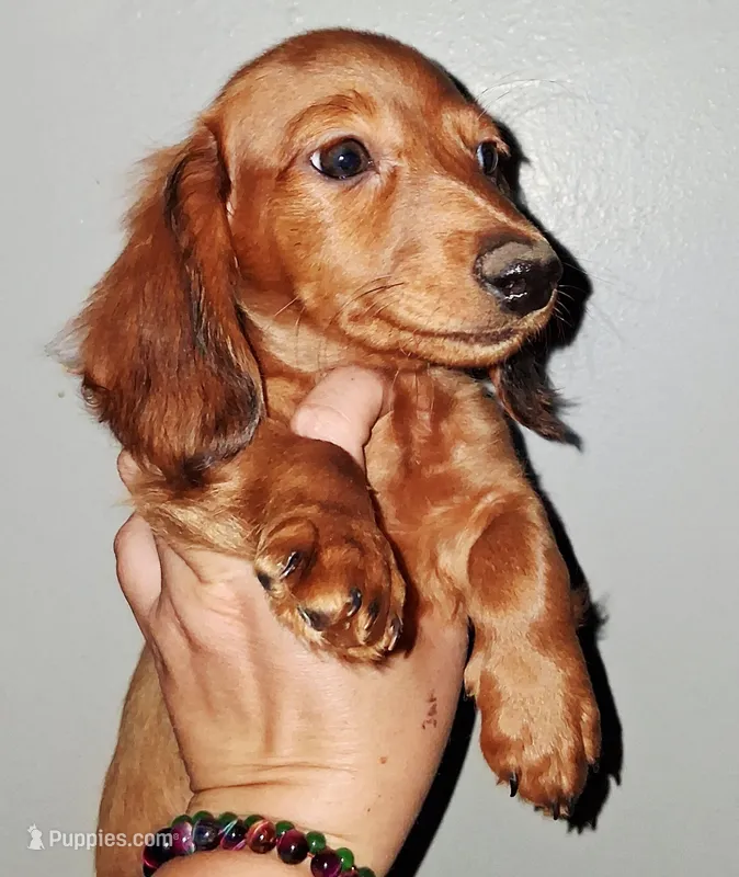 AKC LH RED MALE – Miniature Dachshund puppy for sale in Electra, TX