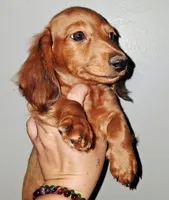 AKC LH RED MALE, a male Miniature Dachshund for sale in Electra, TX – 1 of 9